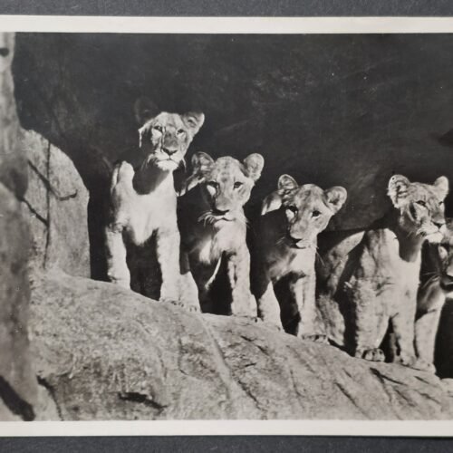 WW2 Nazi German Third Reich 1938 Hamburg Carl Hagenbeck Zoo Lion Cubs Postcard