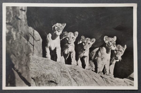WW2 Nazi German Third Reich 1938 Hamburg Carl Hagenbeck Zoo Lion Cubs Postcard