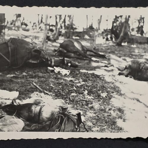 20260902_174104 WWII German Military Photo Dead Horses on Battlefield Grim War Casualty Scene