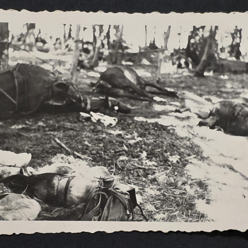 20260902_174104 WWII German Military Photo Dead Horses on Battlefield Grim War Casualty Scene